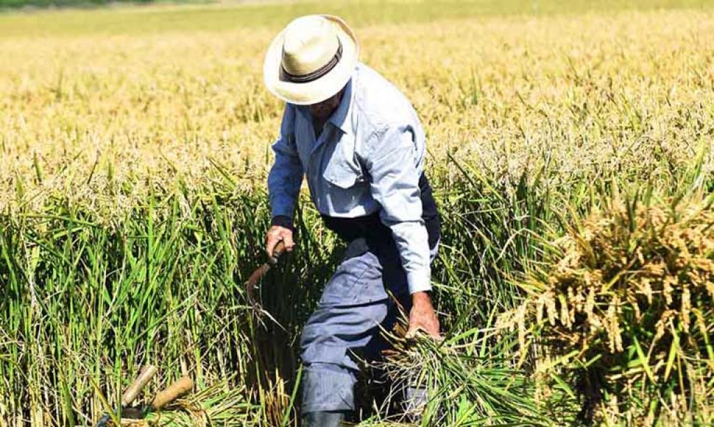   LA D.O. ARROZ DE VALENCIA ORGANIZA ESTE DOMINGO LA VI EDICIÓN DE LA FIESTA DE LA SIEGA