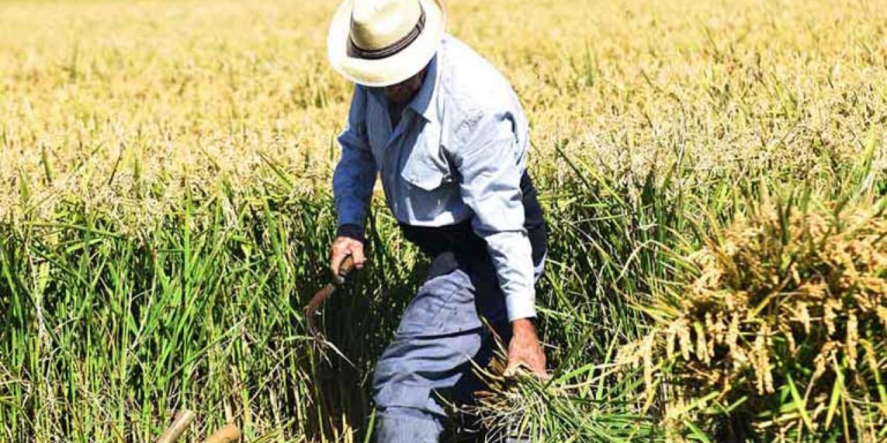   LA D.O. ARROZ DE VALENCIA ORGANIZA ESTE DOMINGO LA VI EDICIÓN DE LA FIESTA DE LA SIEGA