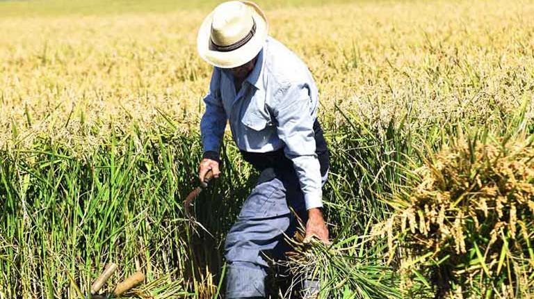  LA D.O. ARROZ DE VALENCIA ORGANIZA ESTE DOMINGO LA VI EDICIÓN DE LA FIESTA DE LA SIEGA