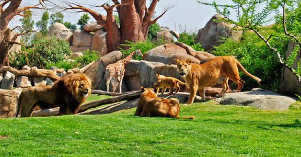  Bioparc Valencia