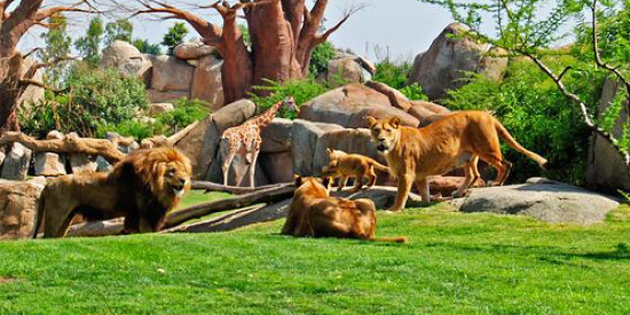  Bioparc Valencia