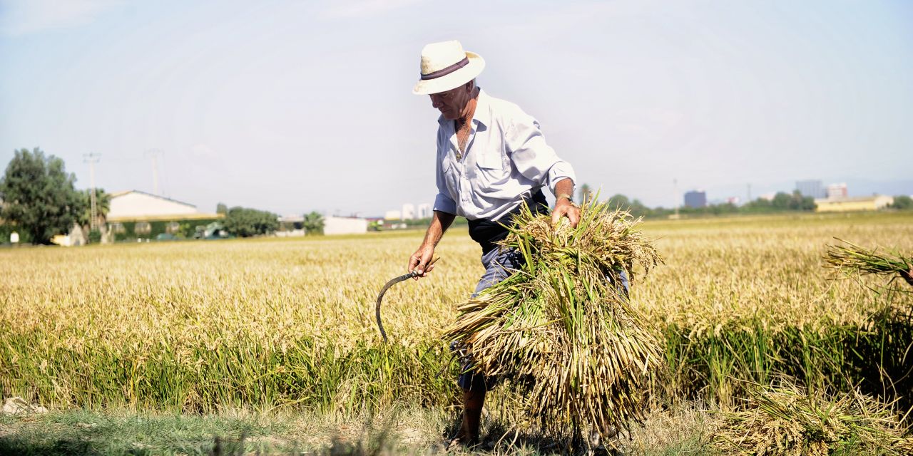  LA D.O. ARROZ DE VALENCIA ORGANIZA ESTE DOMINGO LA VII EDICIÓN DE LA FIESTA DE LA SIEGA