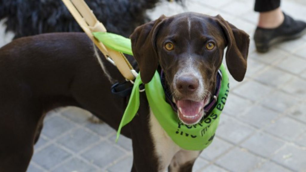  BIENESTAR ANIMAL PREPARA TODA UNA SERIE DE ACTIVIDADES PARA LA FERIA ANIMALISTA DEL 1 DE OCTUBRE EN EL JARDÍN DEL TURIA