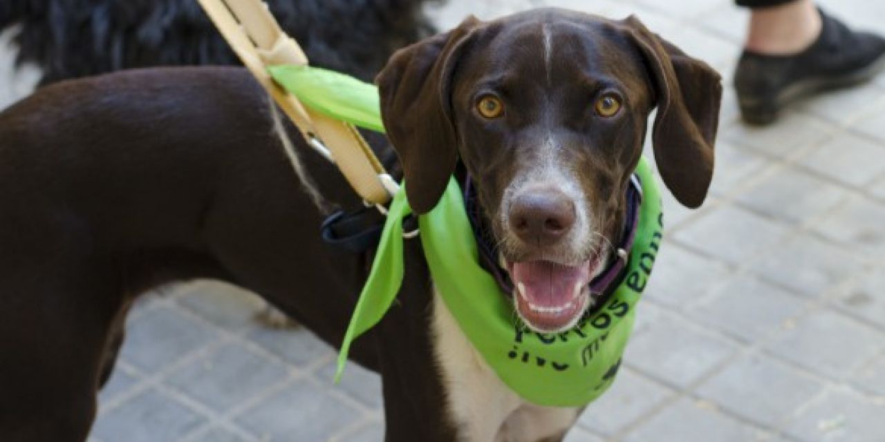  BIENESTAR ANIMAL PREPARA TODA UNA SERIE DE ACTIVIDADES PARA LA FERIA ANIMALISTA DEL 1 DE OCTUBRE EN EL JARDÍN DEL TURIA