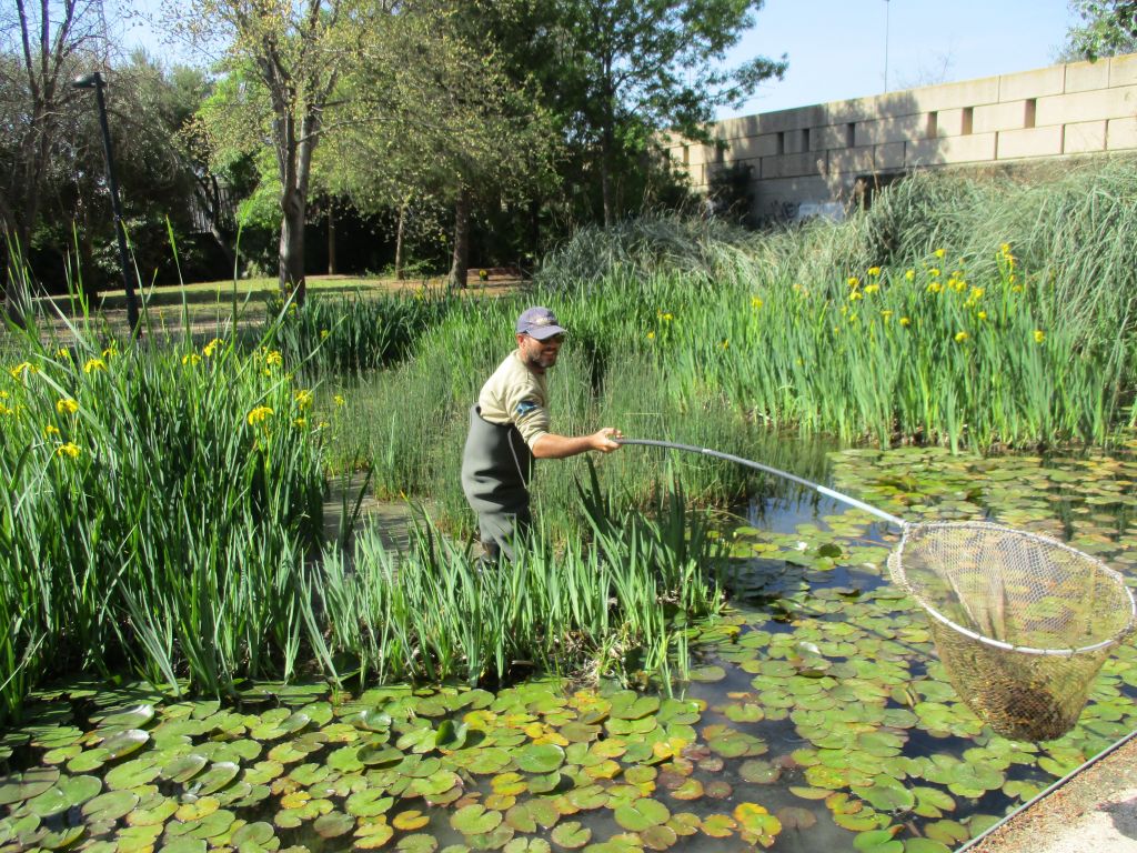   EL NUEVO MODELO DE JARDINERÍA DE LA CIUDAD 