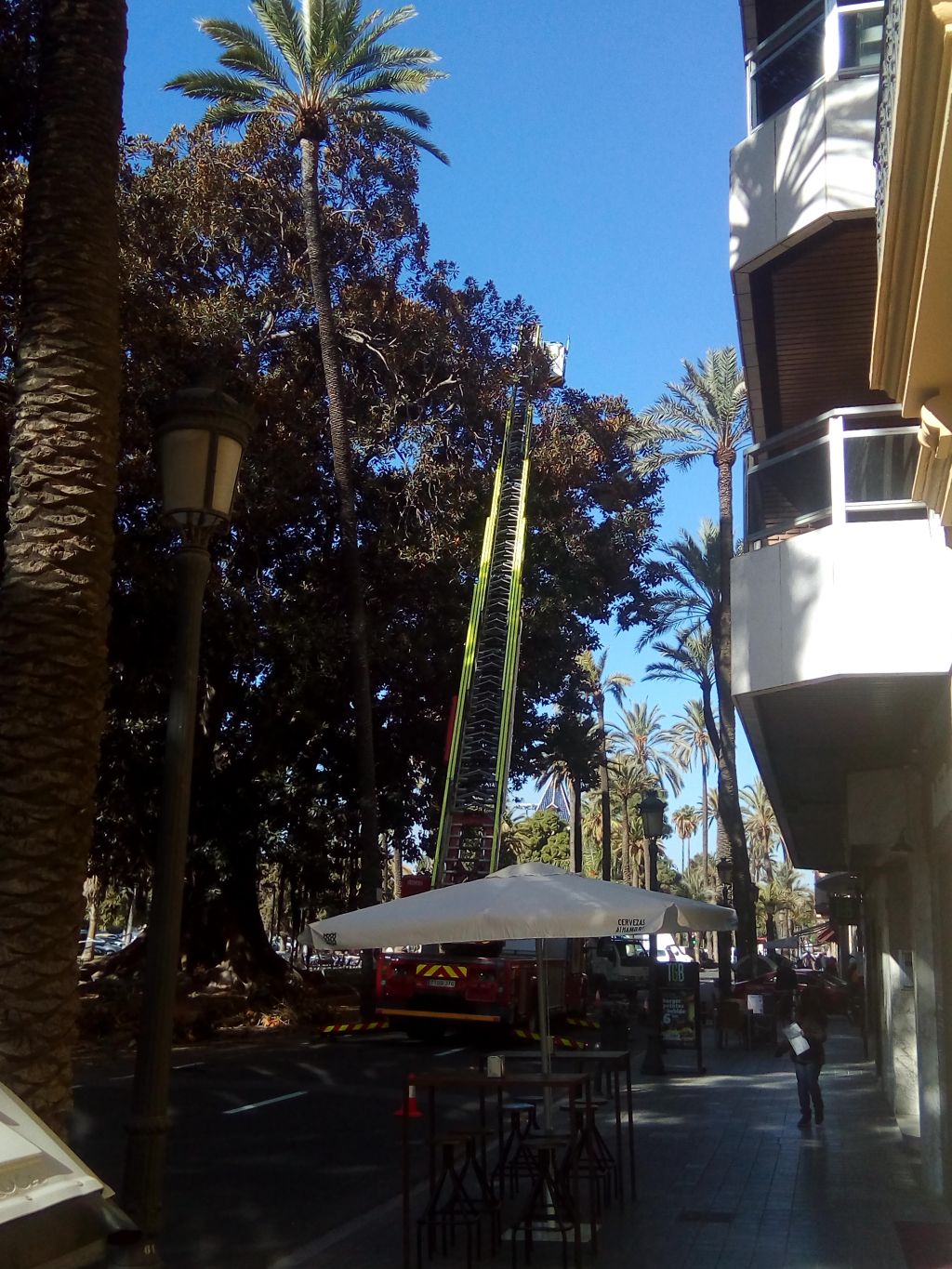  PARQUES Y JARDINES EMPIEZA LA OPERACIÓN DE PODA DE LOS FICUS GIGANTES DE LA ALBEREDA