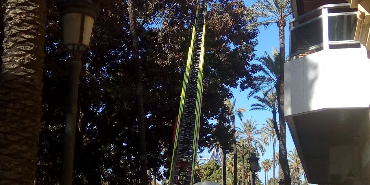  PARQUES Y JARDINES EMPIEZA LA OPERACIÓN DE PODA DE LOS FICUS GIGANTES DE LA ALBEREDA