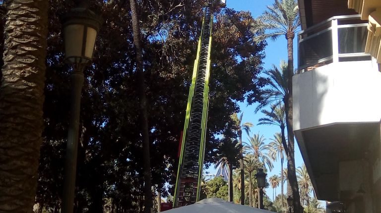 PARQUES Y JARDINES EMPIEZA LA OPERACIÓN DE PODA DE LOS FICUS GIGANTES DE LA ALBEREDA