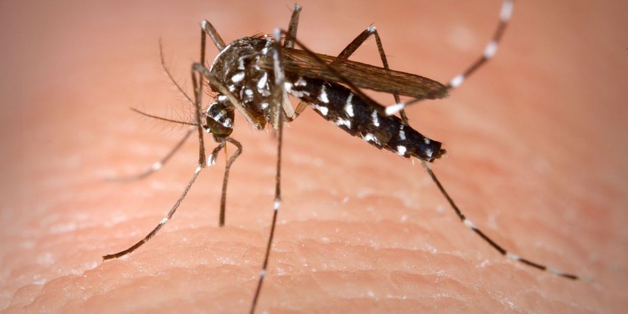  LA CONCEJALÍA DE SANIDAD INTENSIFICA LAS ACCIONES PARA COMBATIR AL MOSQUITO TIGRE