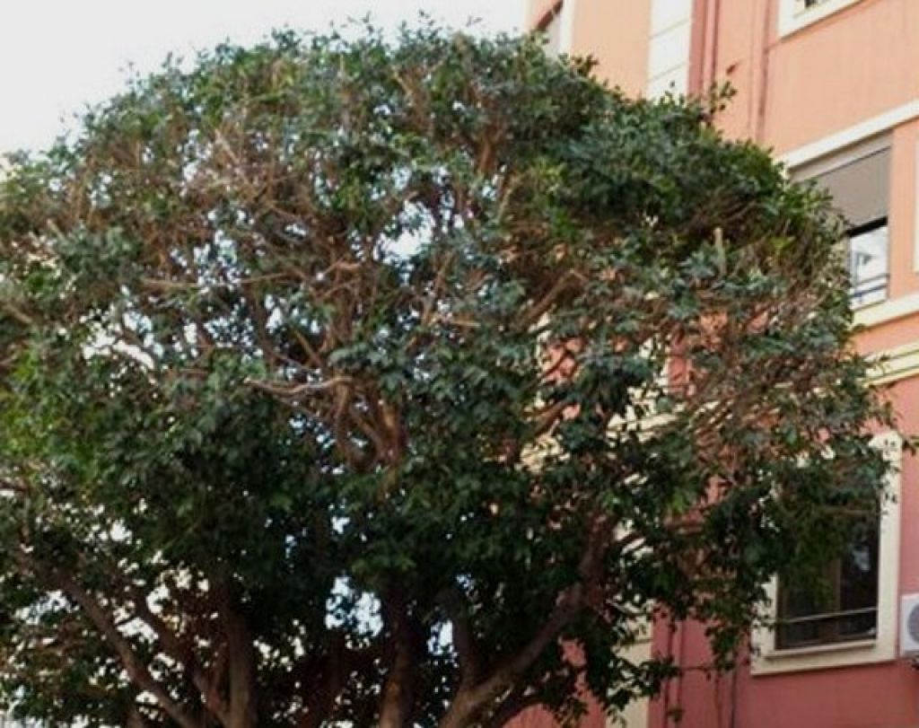 trabajos en valencia de limpieza