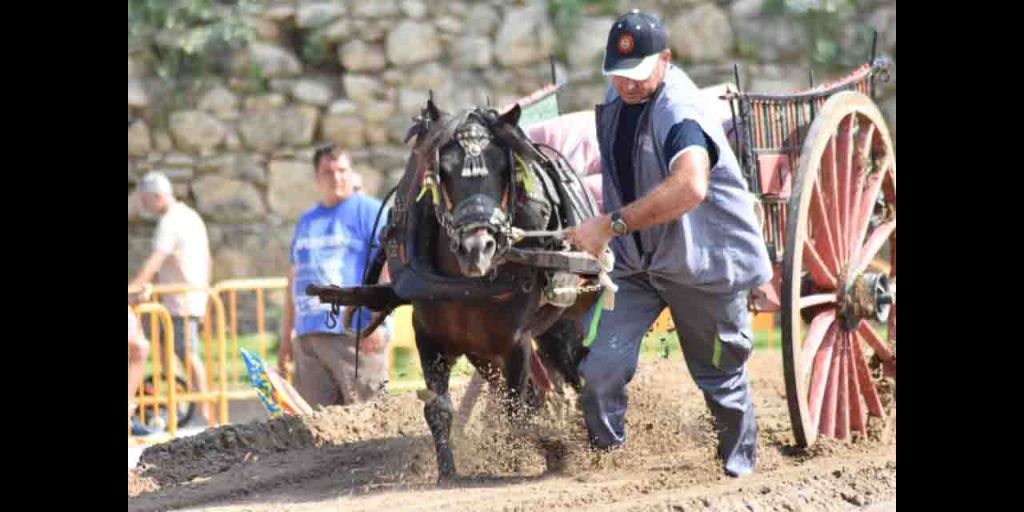  Arranca el XV Concurso de Tiro y Arrastre Ciudad de Valencia