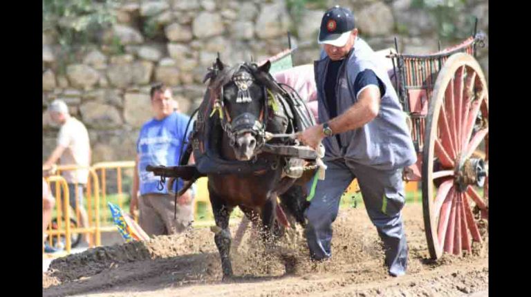 Arranca el XV Concurso de Tiro y Arrastre Ciudad de Valencia